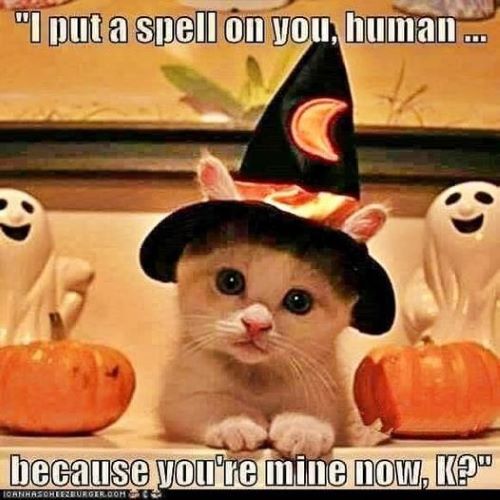 cat spell l.jpg